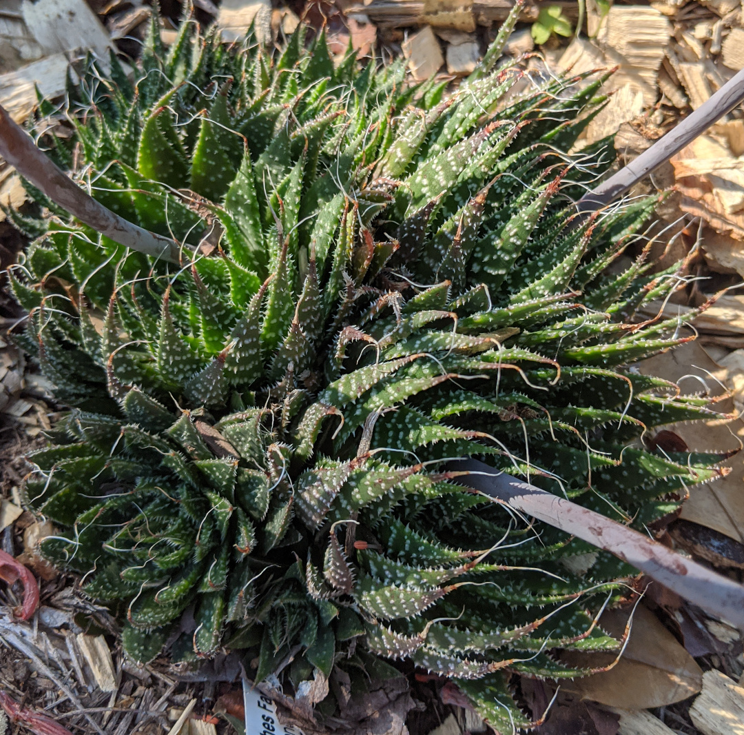 Aloe aristata