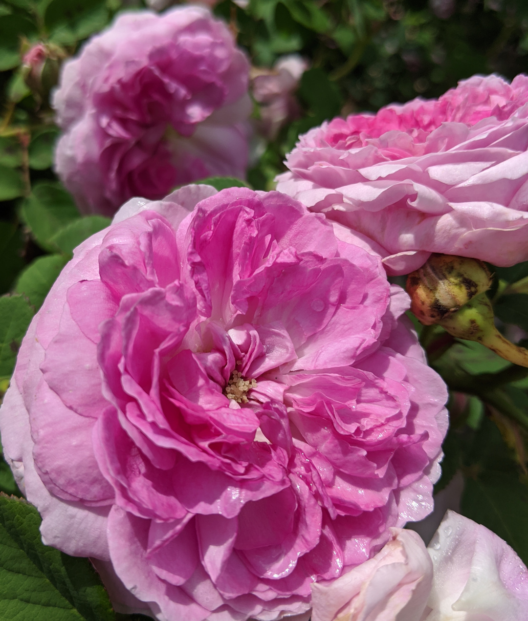 pink old-fashioned rose