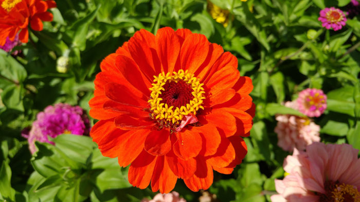 zinnia