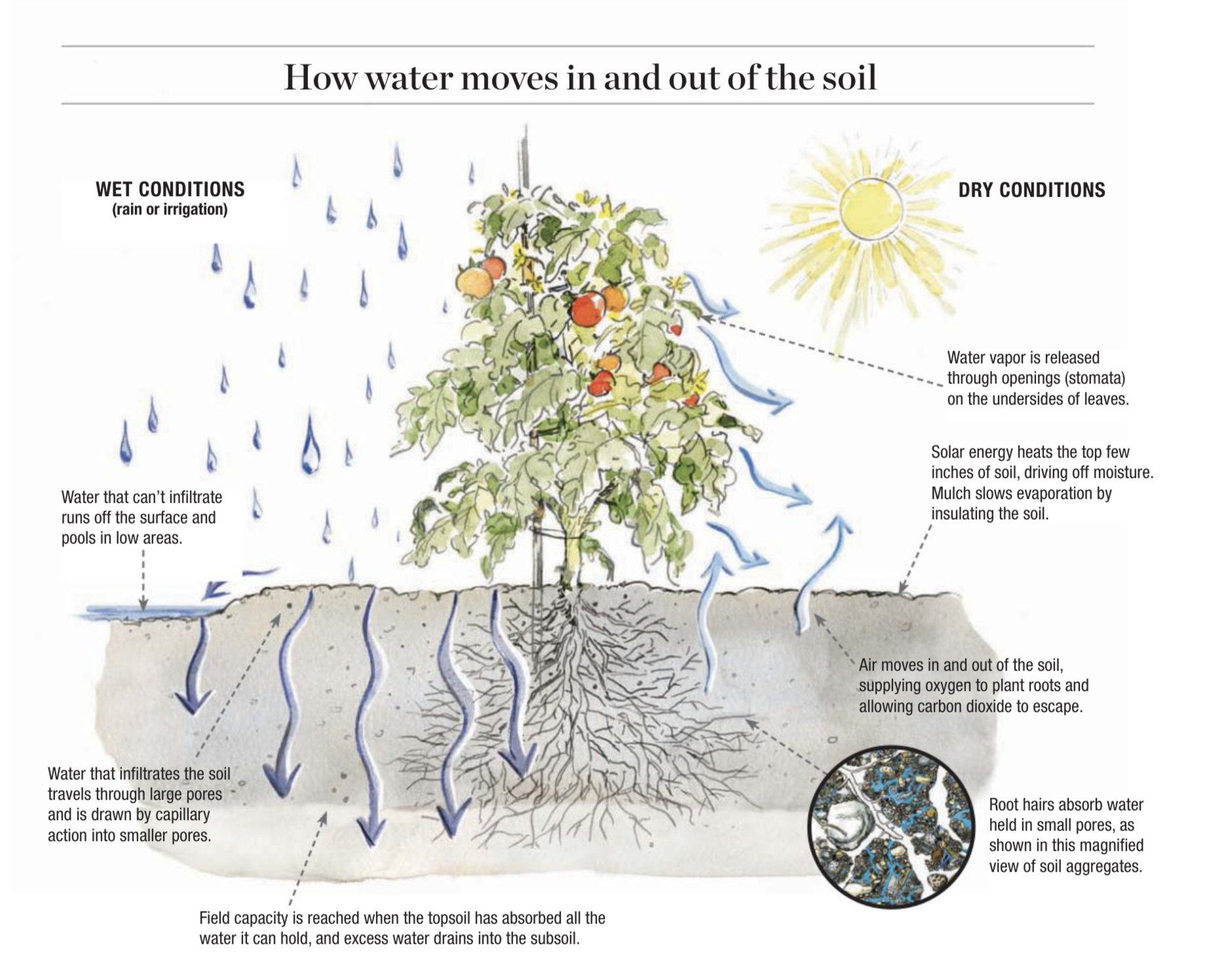 capillary action in plants diagram