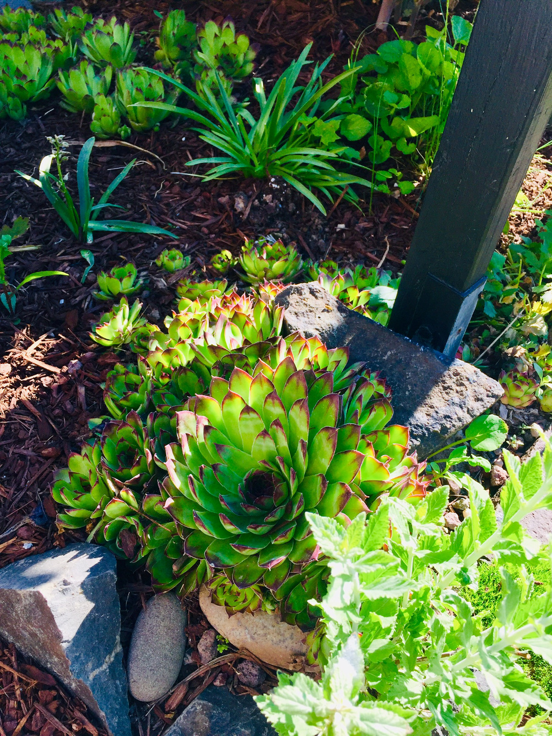 Hens-and-chicks