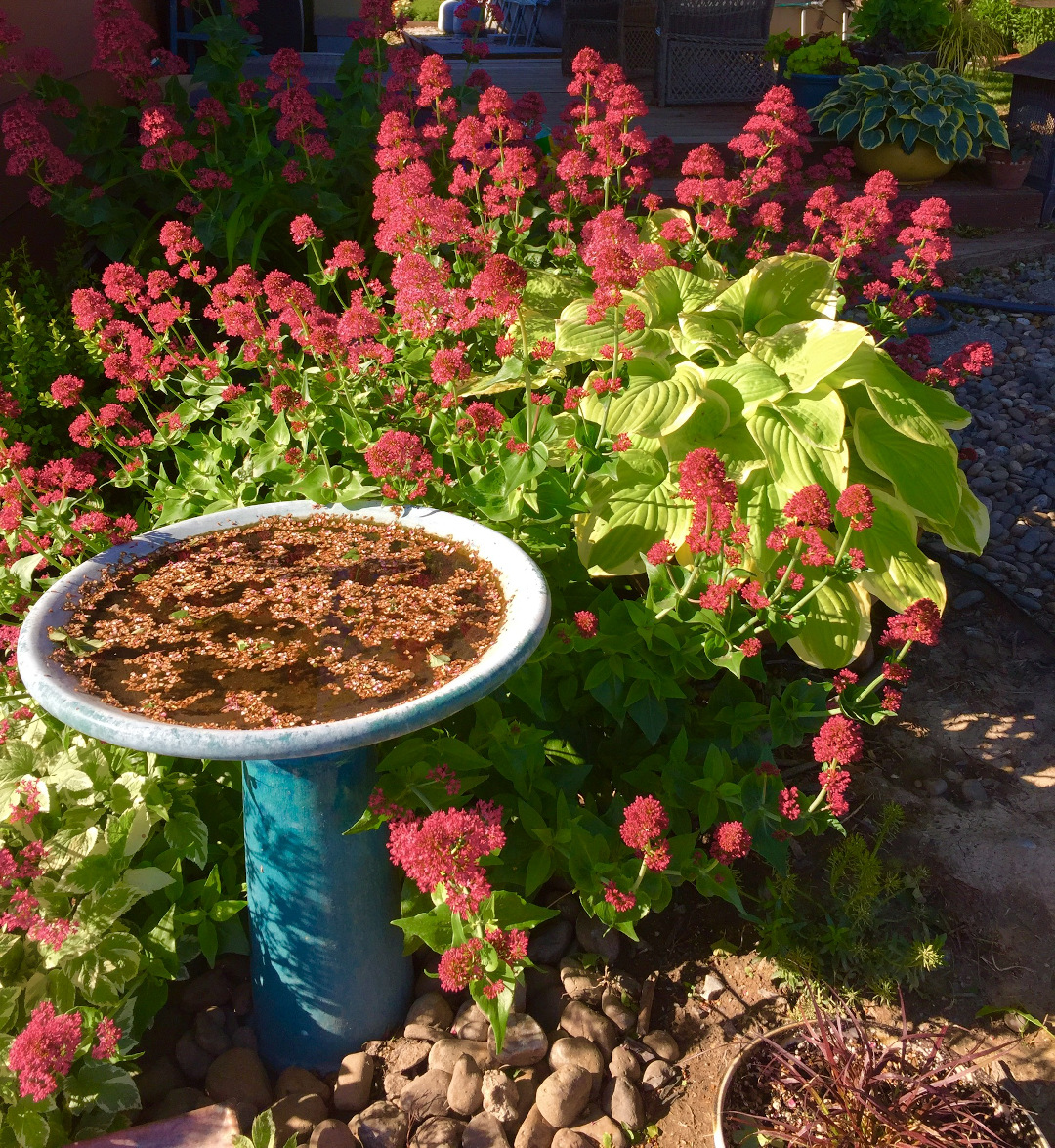 Valerian in bloom