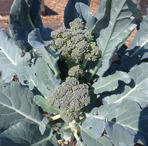 growing broccoli