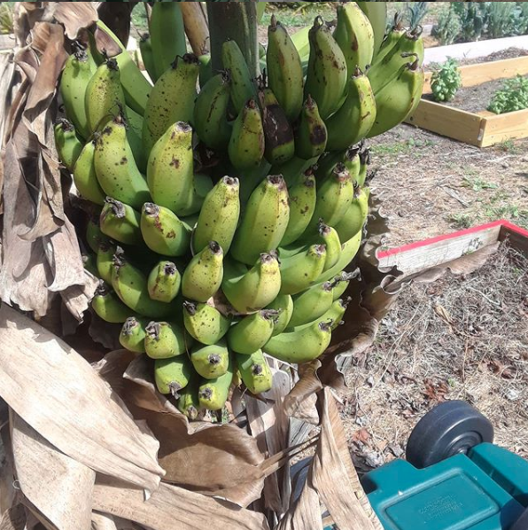 growing bananas