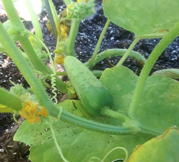 Baby cucumber