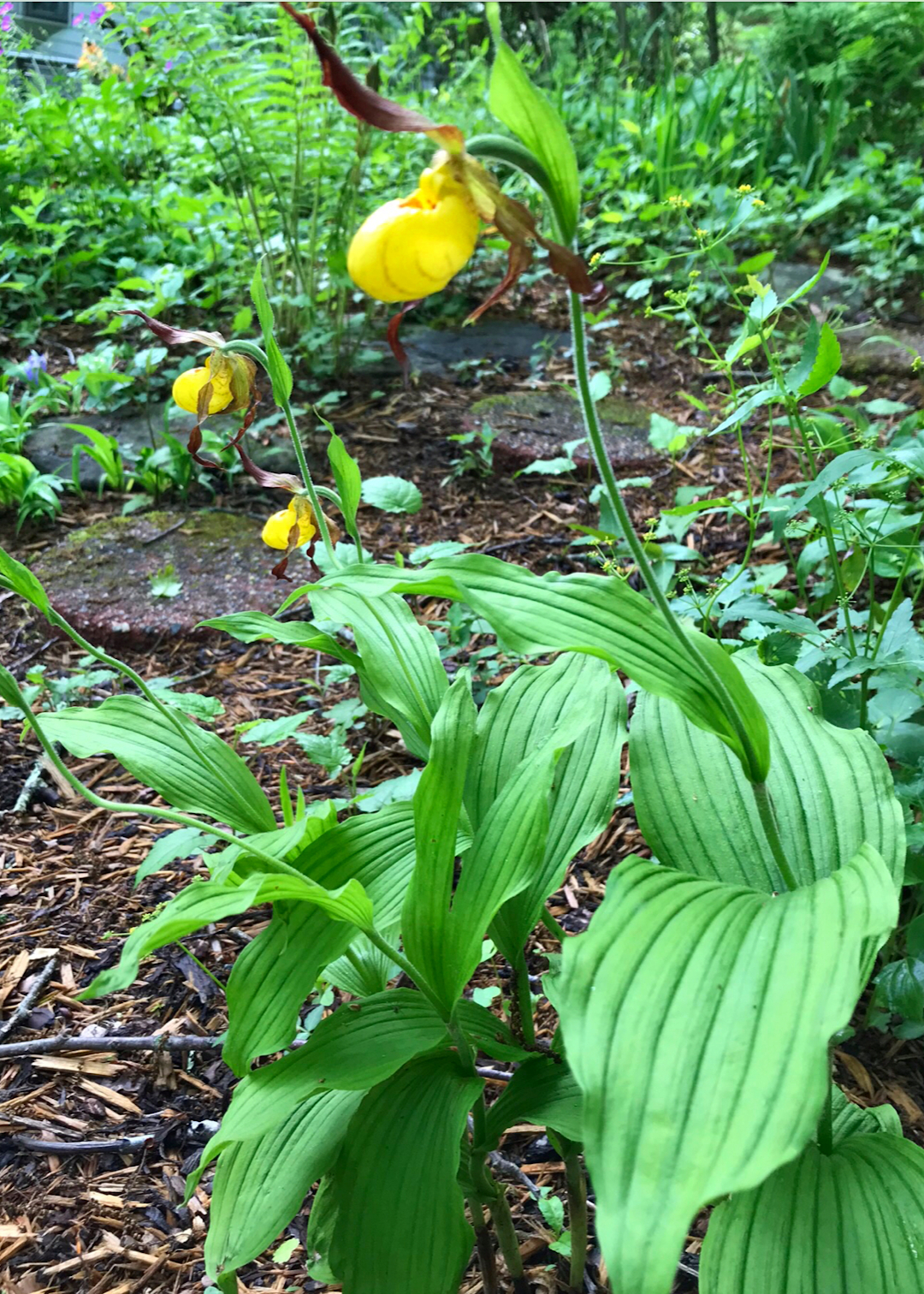 lady’s slipper