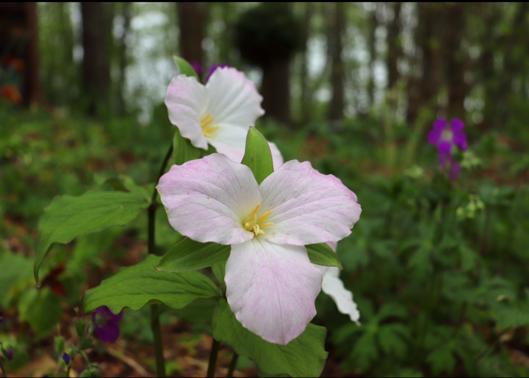 white trillium