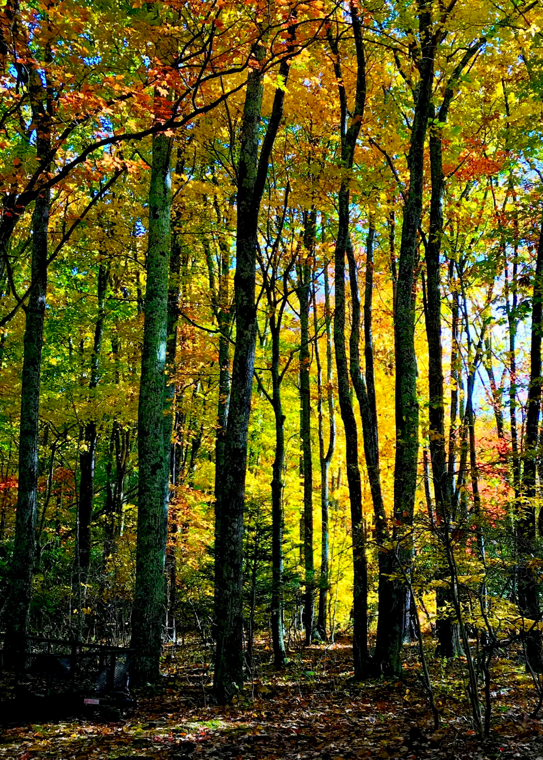 fall foliage