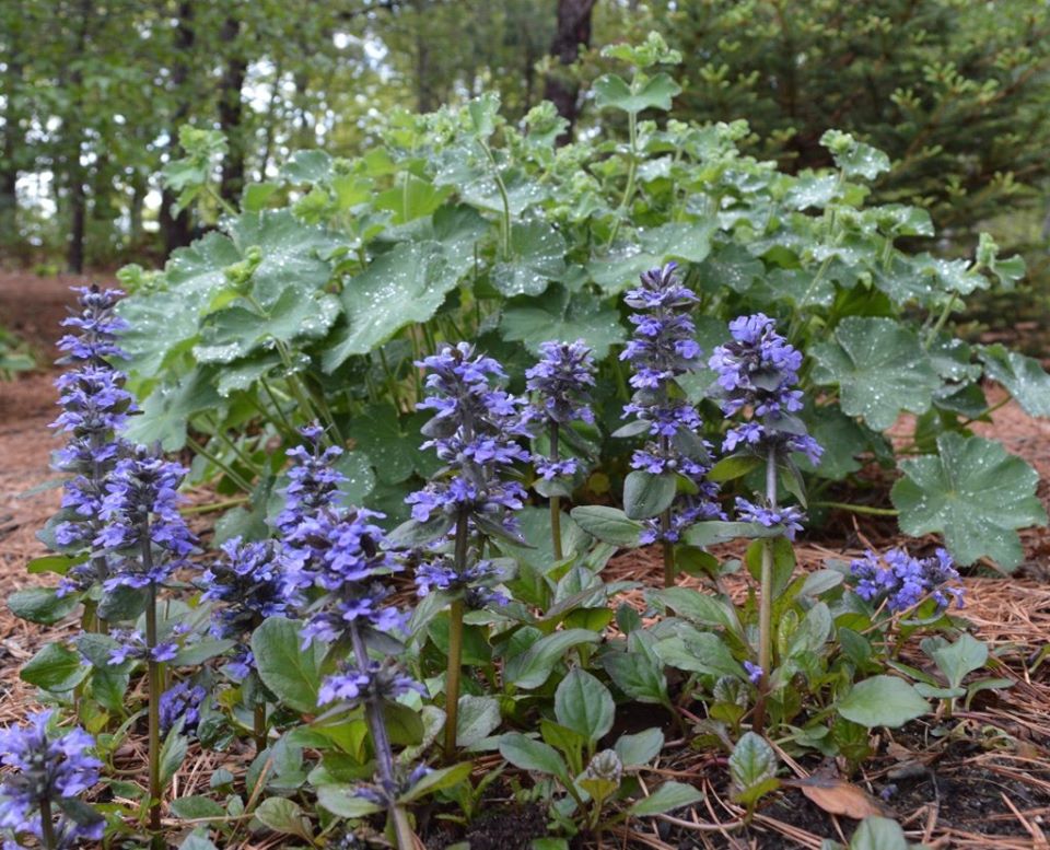 Ajuga ‘Black Scallop’