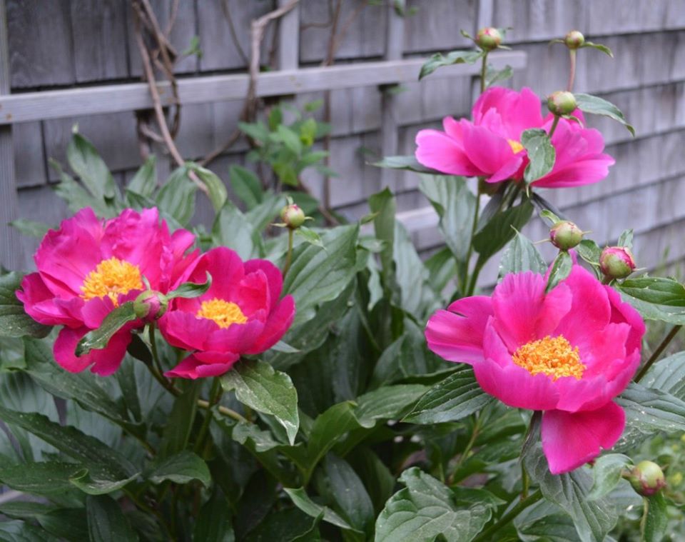 peony ‘Dancing Butterflies’