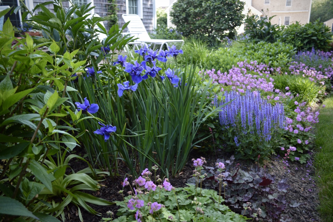 Siberian iris ‘Dreaming Spires’