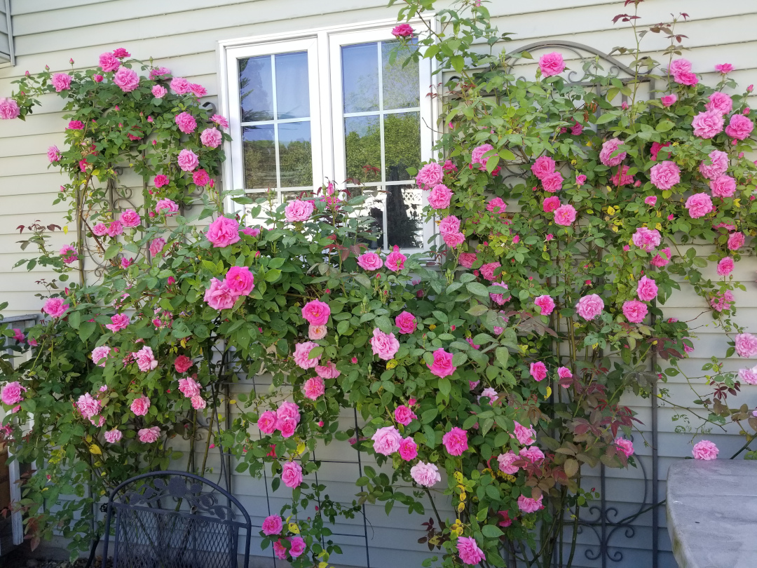 climbing 'Zepherine Drouhin' roses