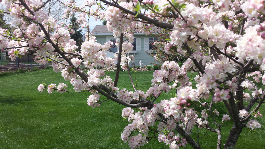 ‘Sugar Tyme’ crabapple tree