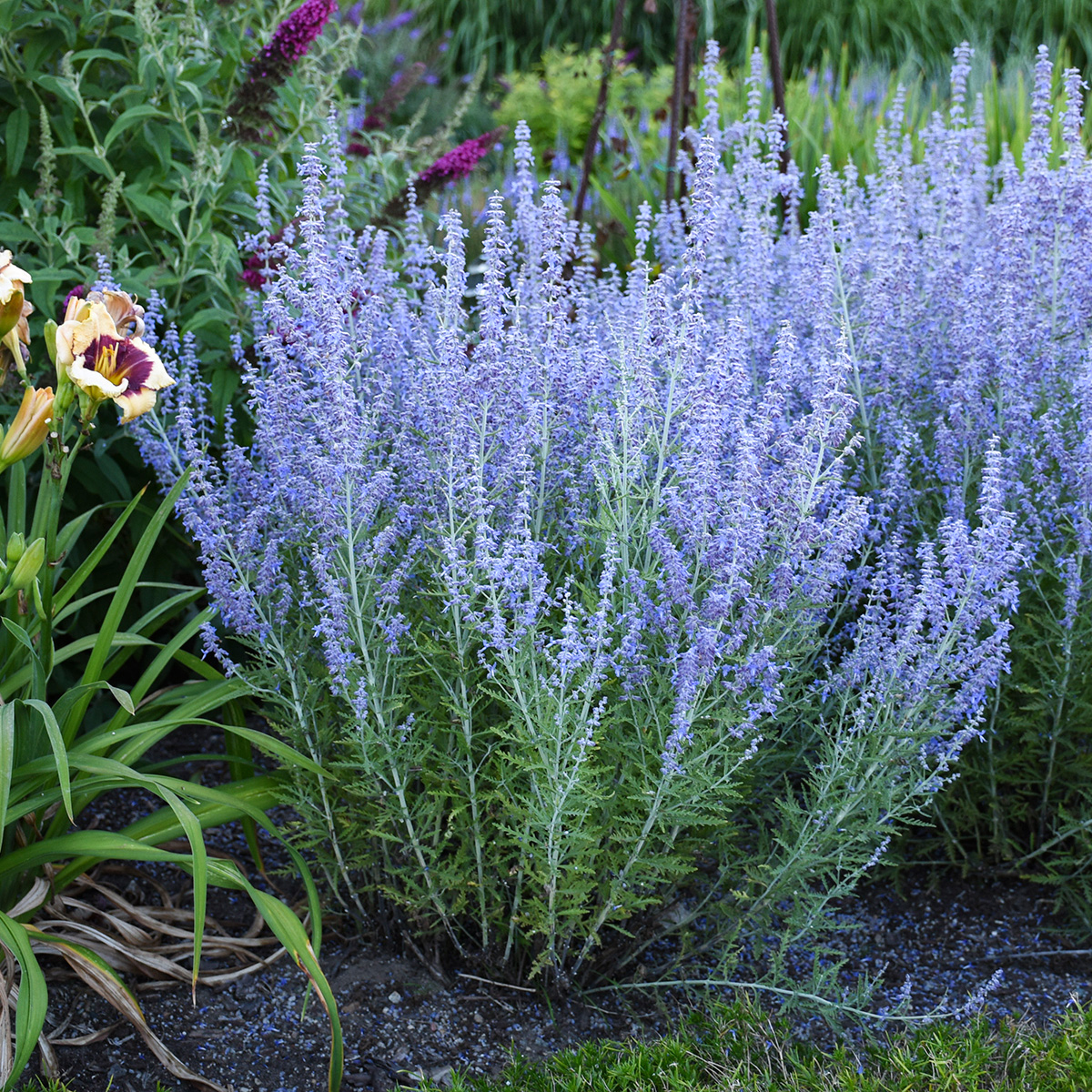 ‘Blue Jean Baby’ Russian sage (photo credit: Walter’s Gardens, Inc.)