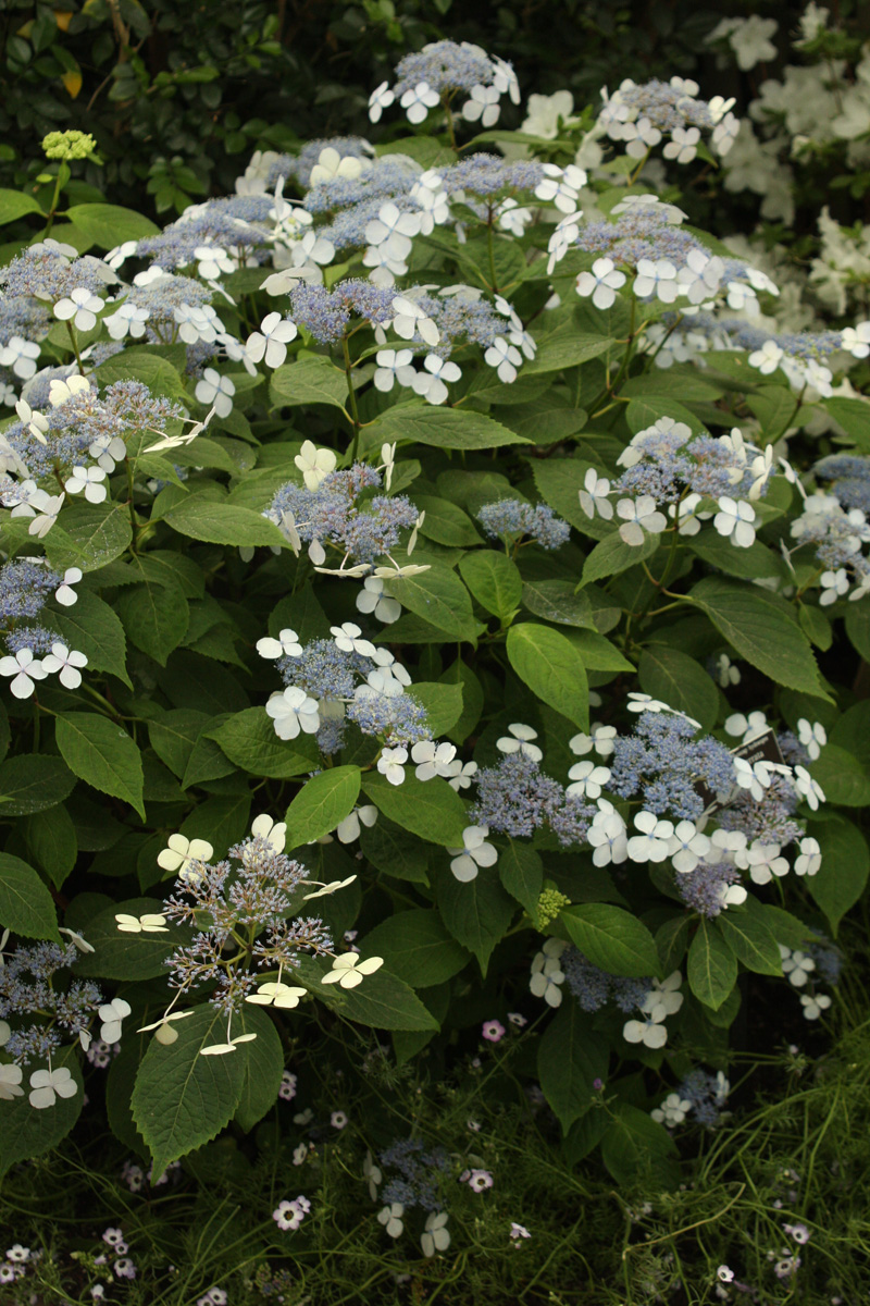 ‘Bluebird’ mountain hydrangea