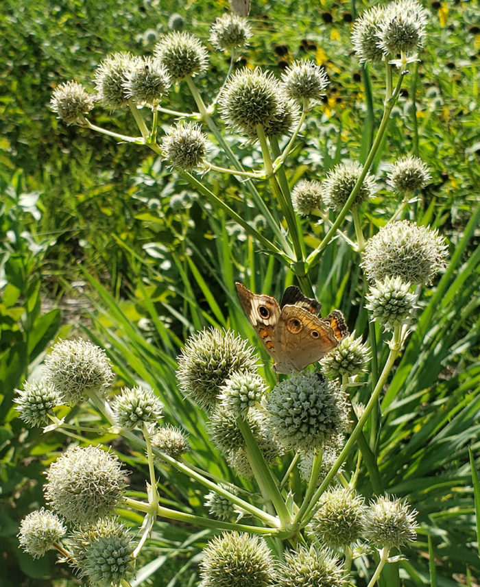 rattlesnake master plant