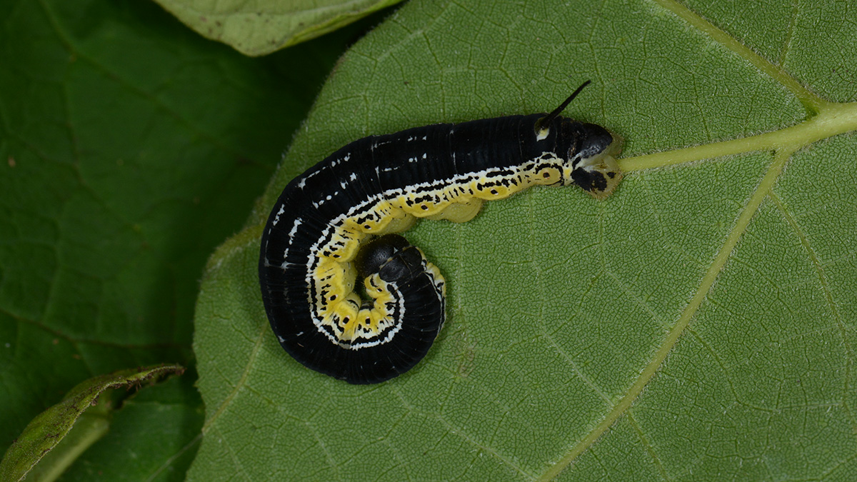 Best way to freeze catapla worms.