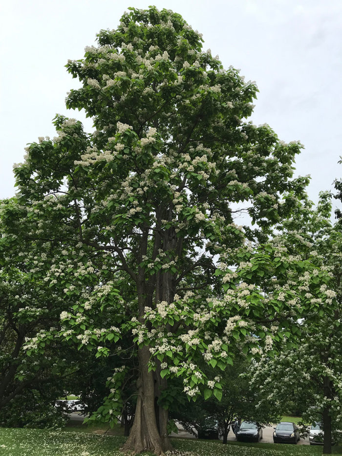 Are catalpa trees store poisonous to dogs