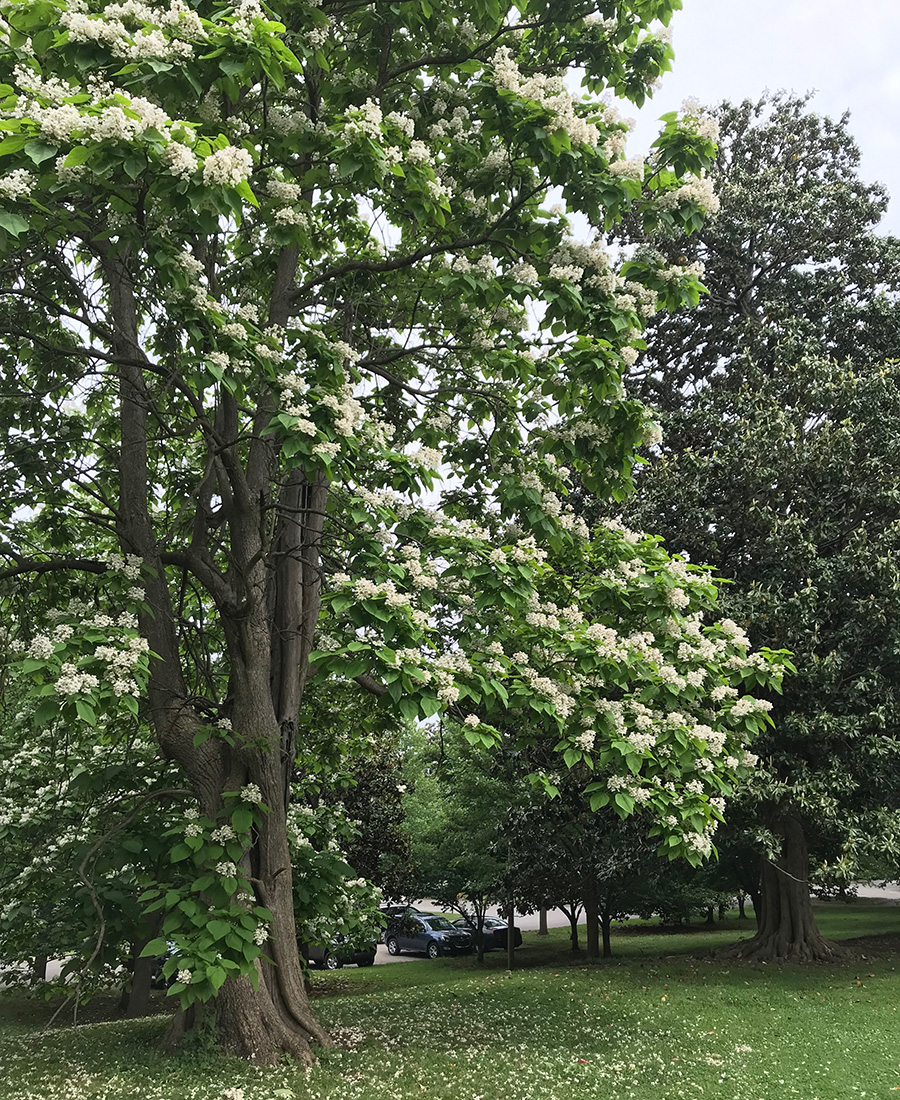 Catalpa Trees, Catawba Worms, and Southern Lore - FineGardening