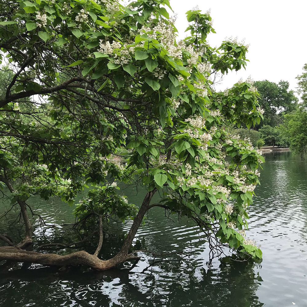 Catalpa Trees, Catawba Worms, and Southern Lore - FineGardening