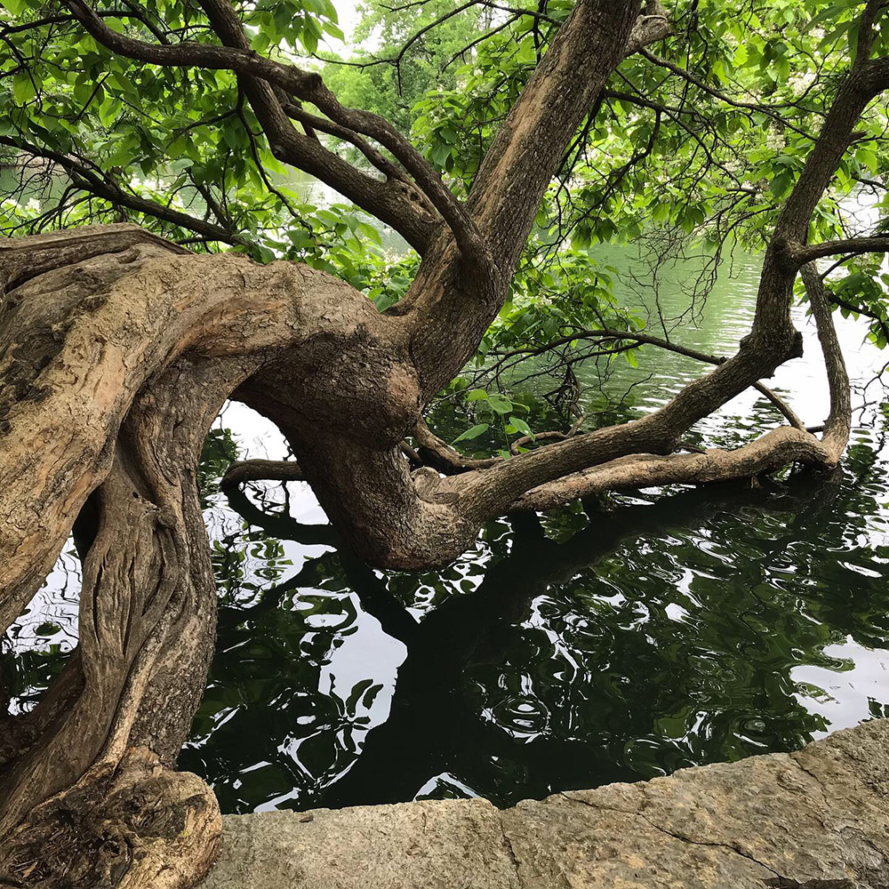 Catalpa worms make excellent natural bait for summer fishing