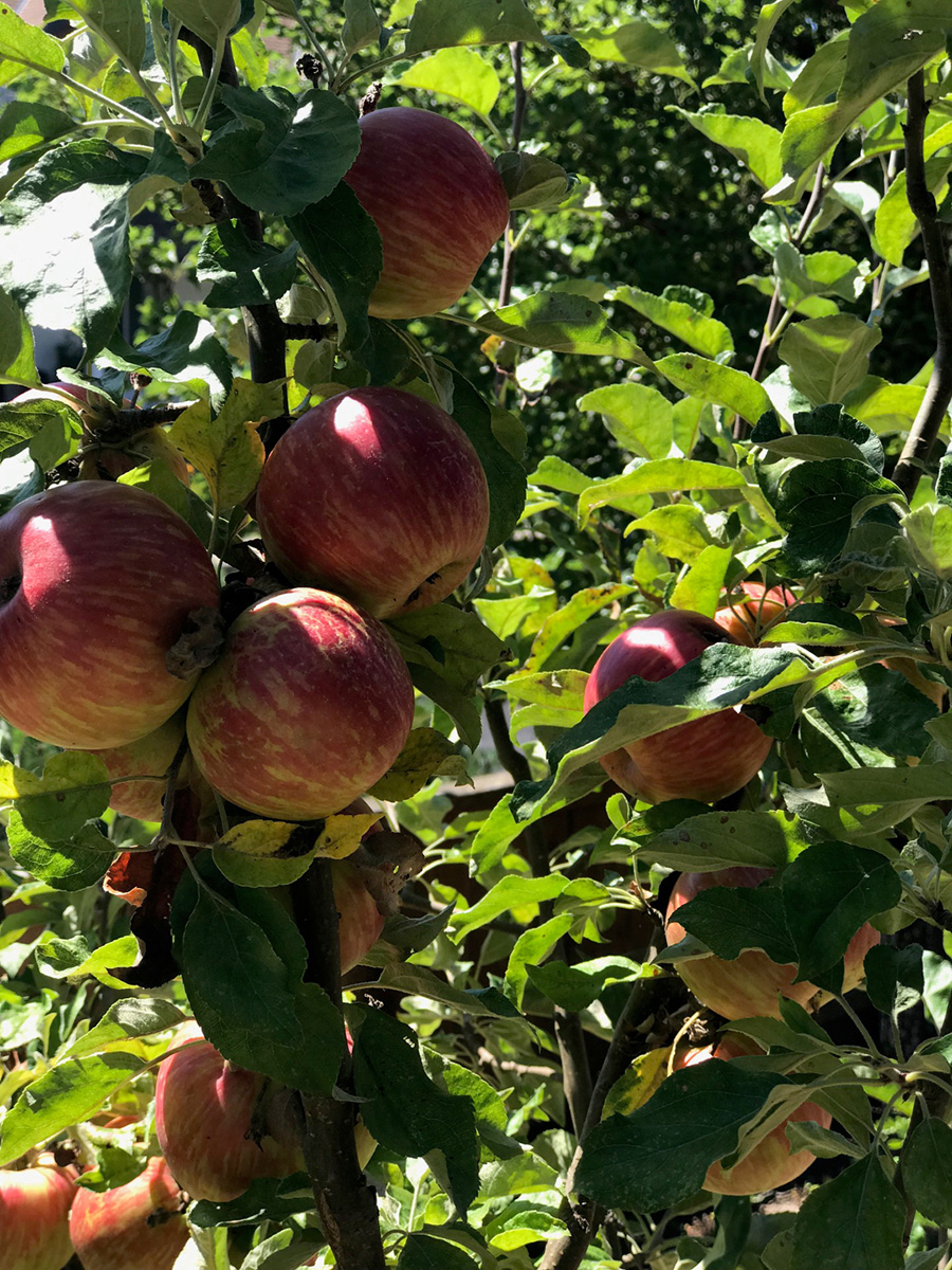 Honeycrisp apples