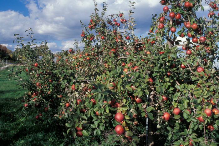 SnowSweet apple tree