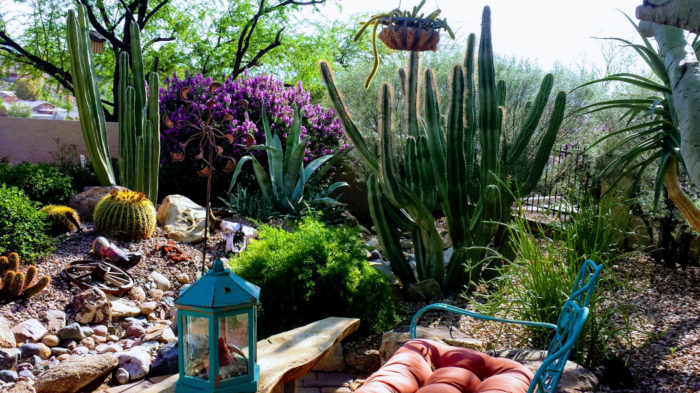 Desert Rose for the Southwest - FineGardening