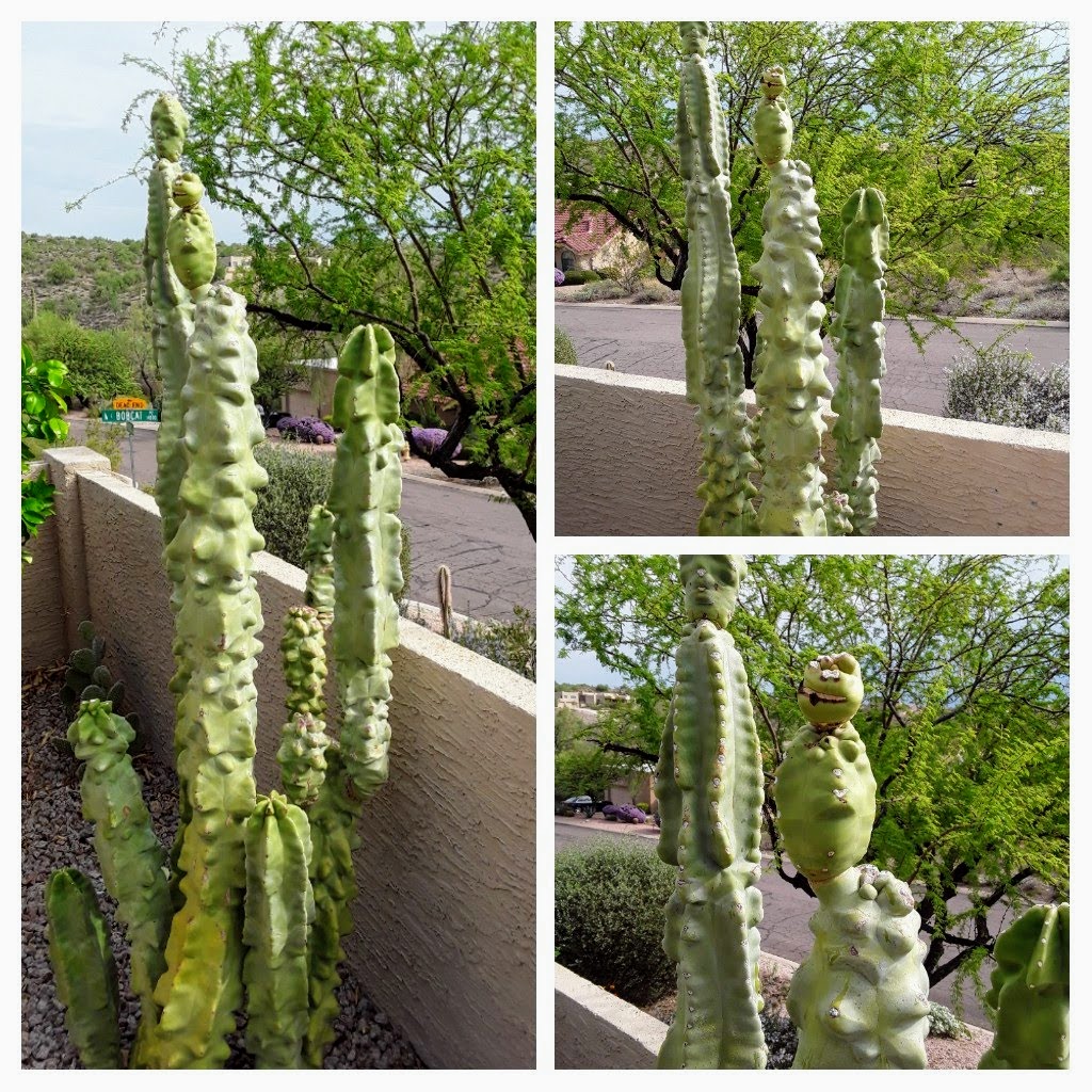 Totem pole cactus