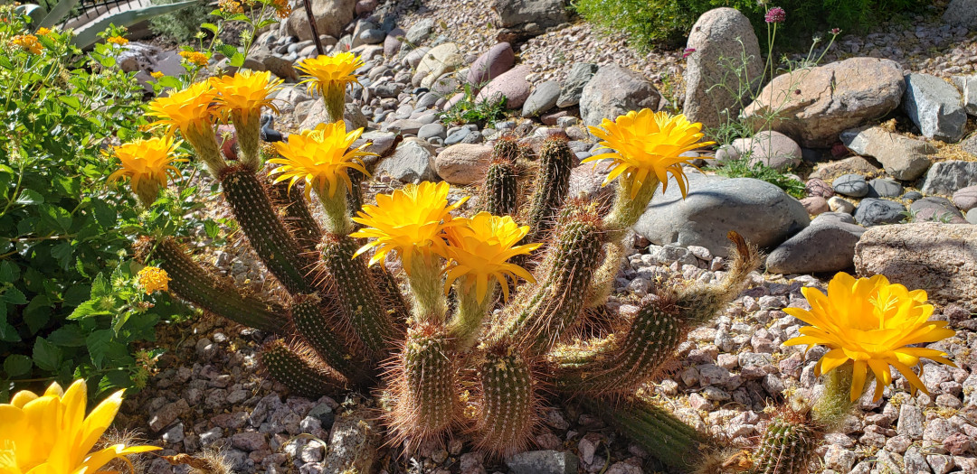 Echinopsis cactus