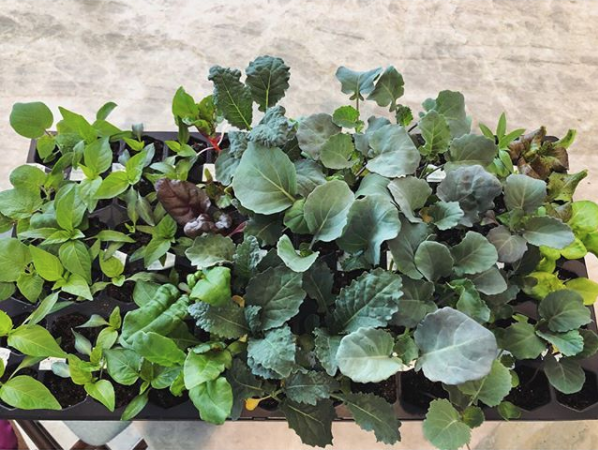 vegetable seedlings