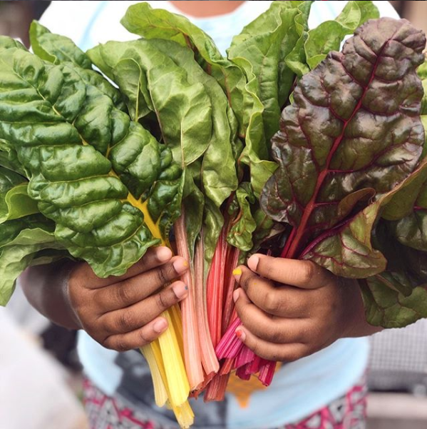 Rainbow Swiss chard