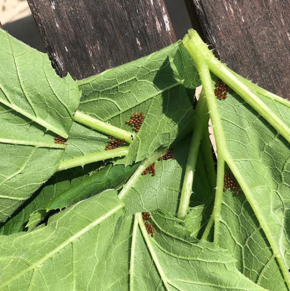 Squash bug eggs