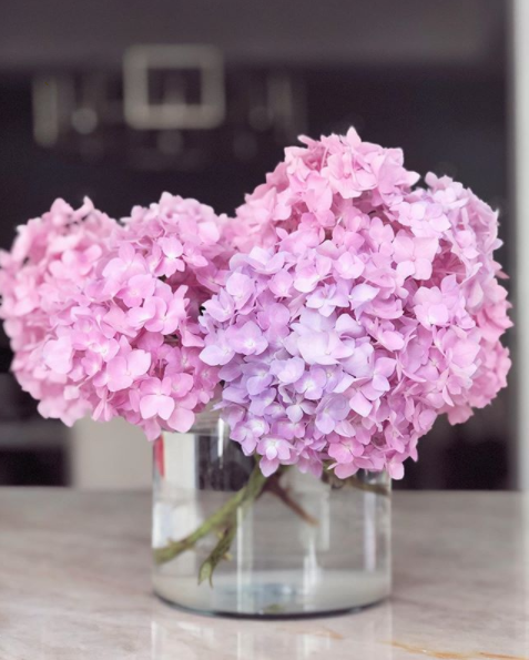 hydrangea cuttings