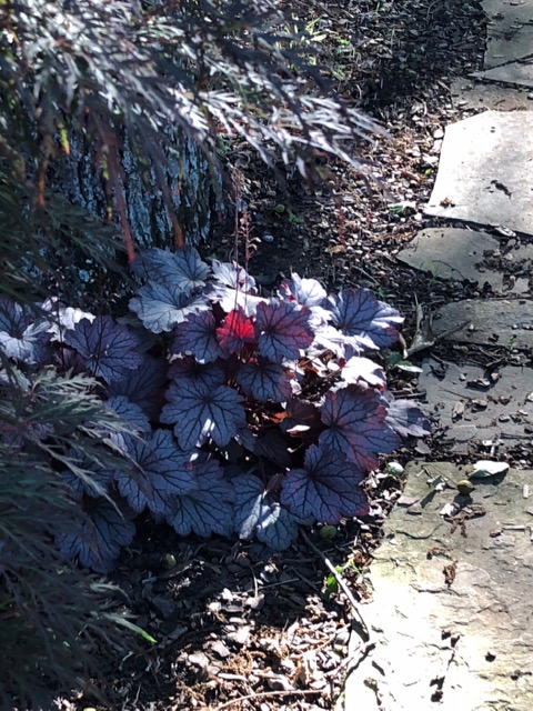 dark-leaved heuchera hybrid