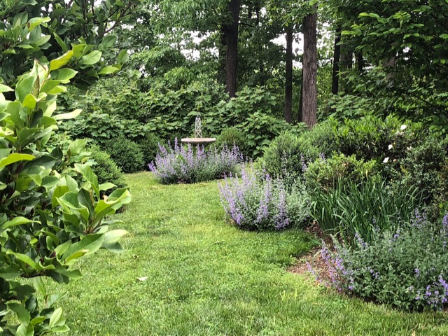 lavender catmint