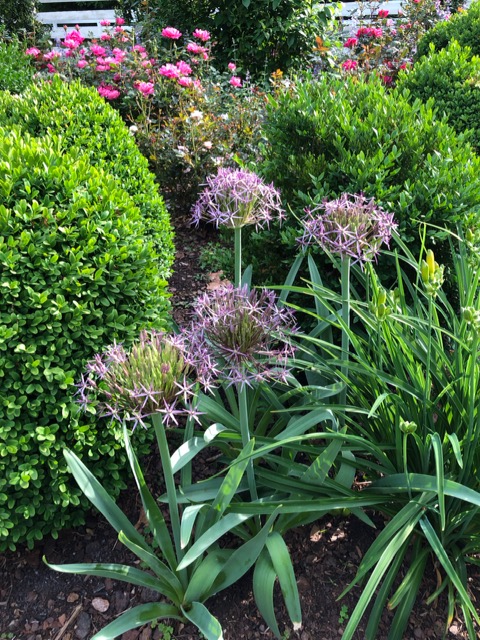 Ornamental onions