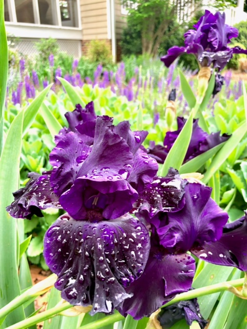 bearded iris