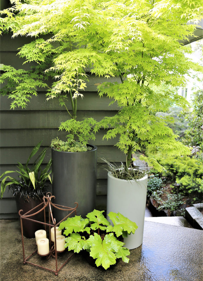 ‘Shivada Gold’ Japanese maple