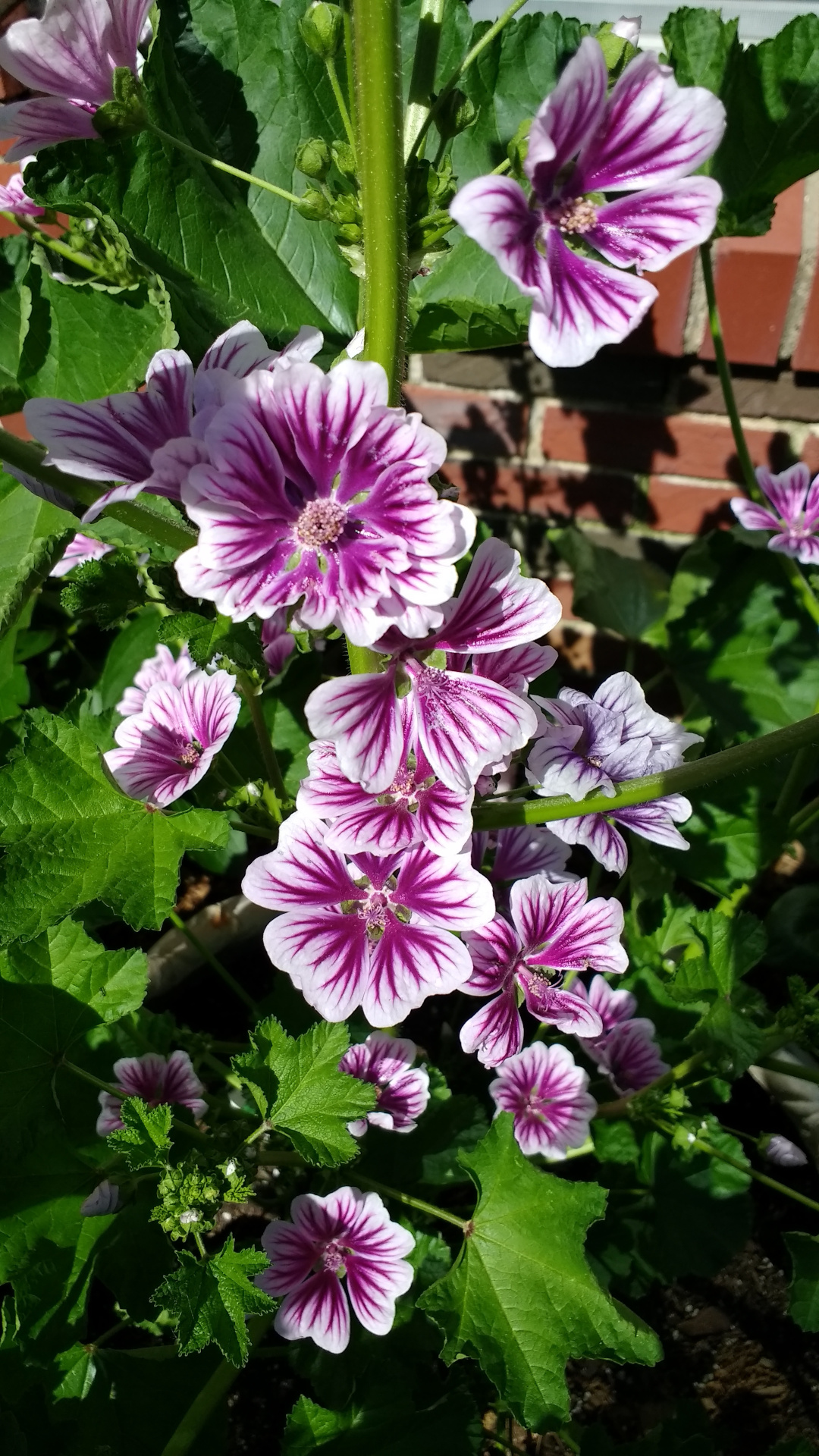 Hollyhock - FineGardening