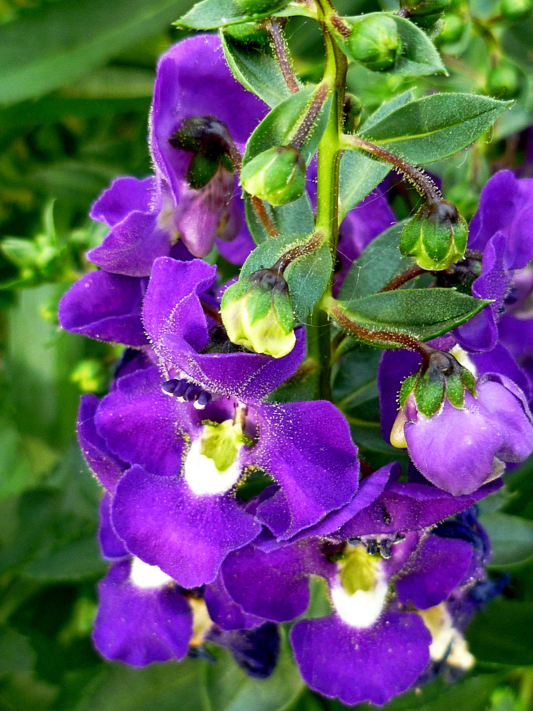 Angelonia angustifolia ‘Carita’