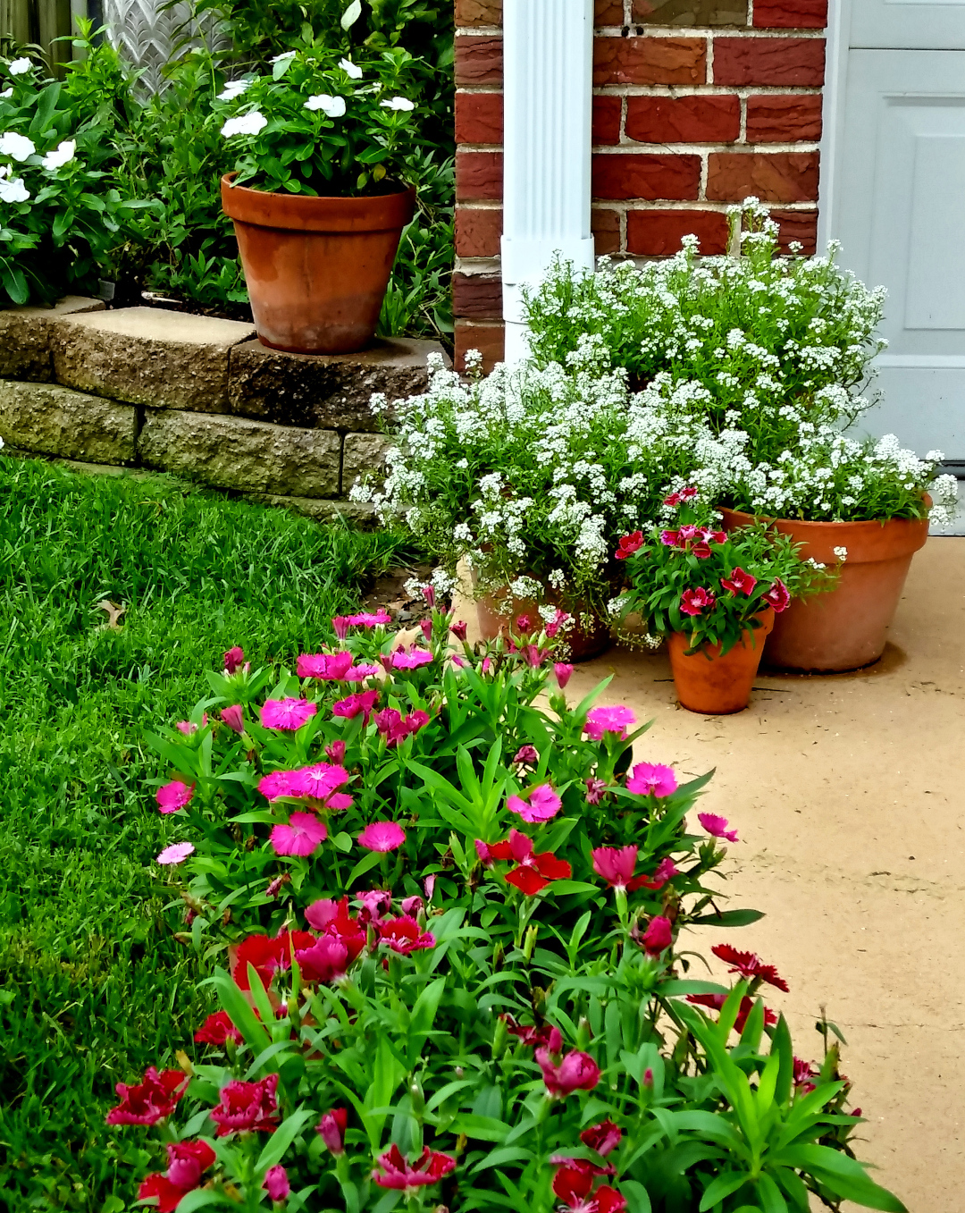 Dianthus and alyssum