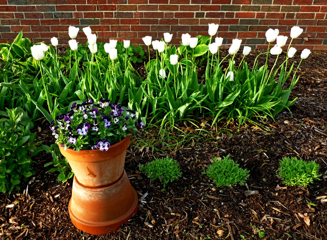 tulip ‘White Bouquet’