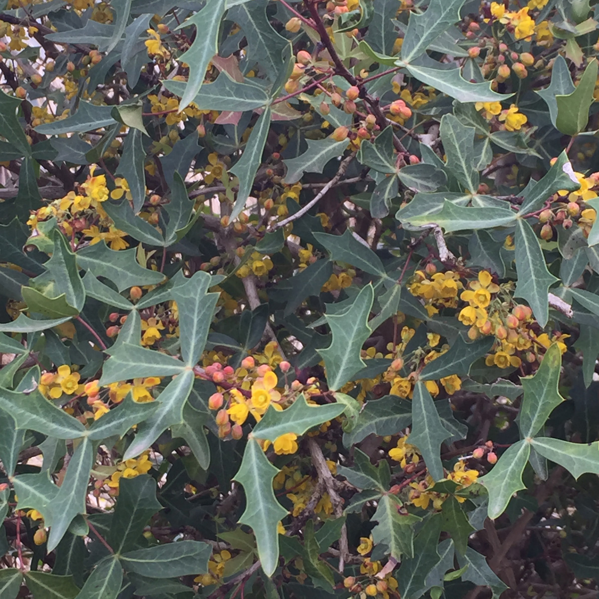 Mustard yellow berries of agarita 