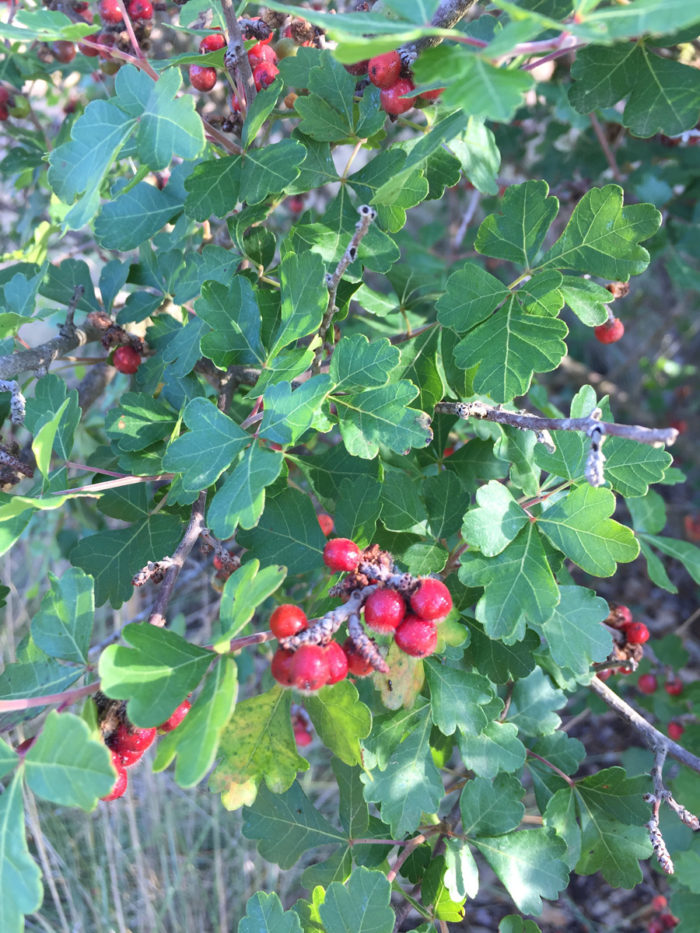 Fragrant sumac