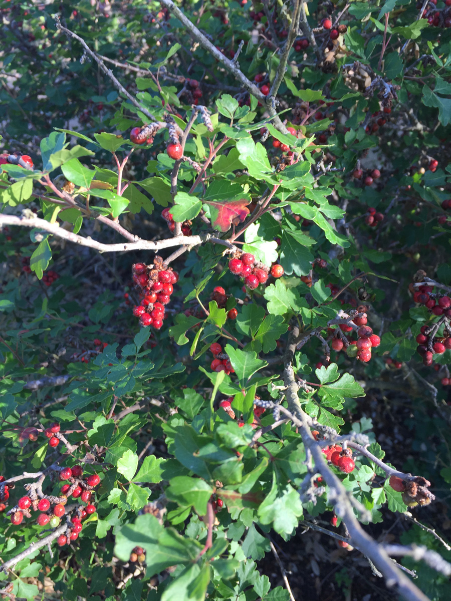 fragrant sumac 