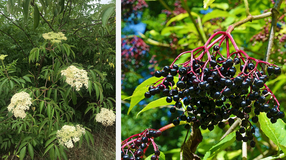 elderberry shrubs and berries