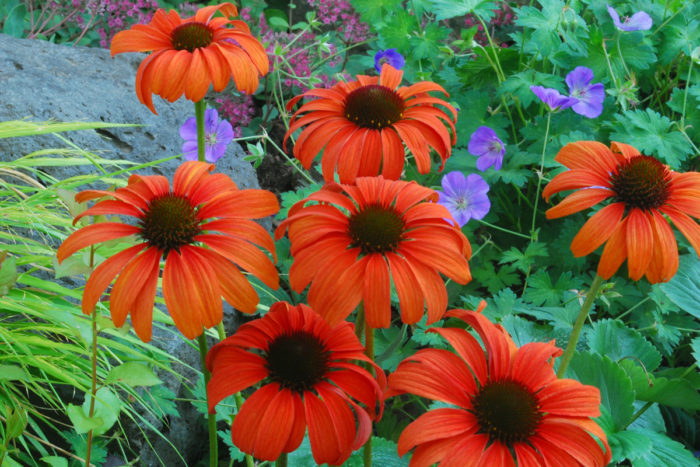 ‘Tangerine Dream’ Echinacea