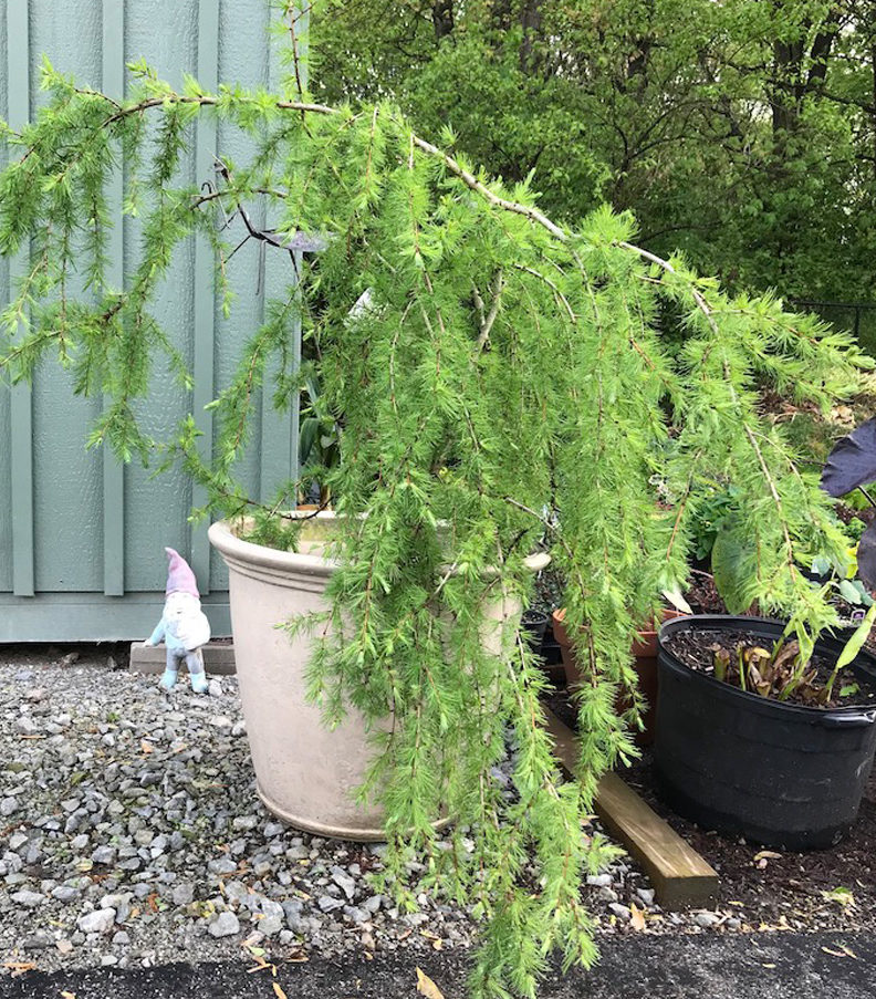 a weeping tree such as weeping American larch in a container