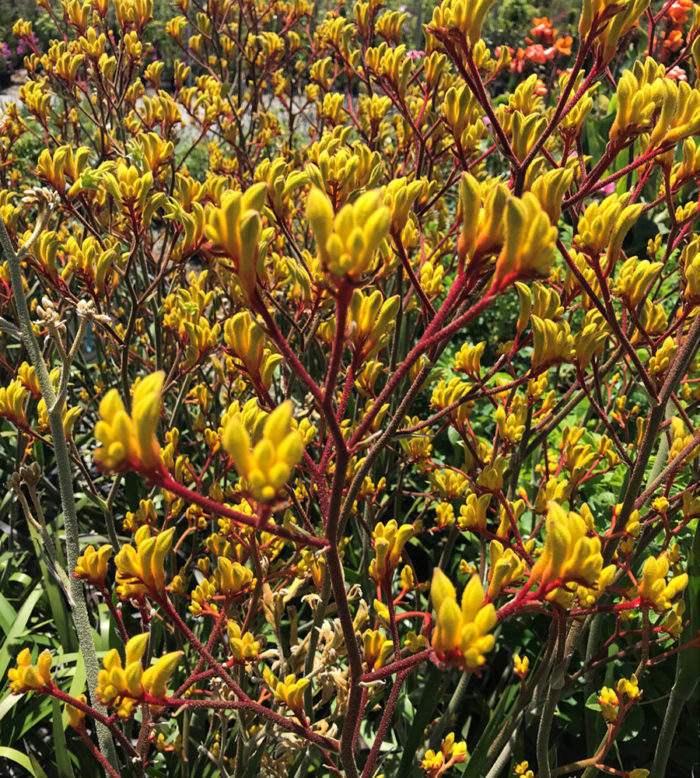 ‘Harmony’ kangaroo paw